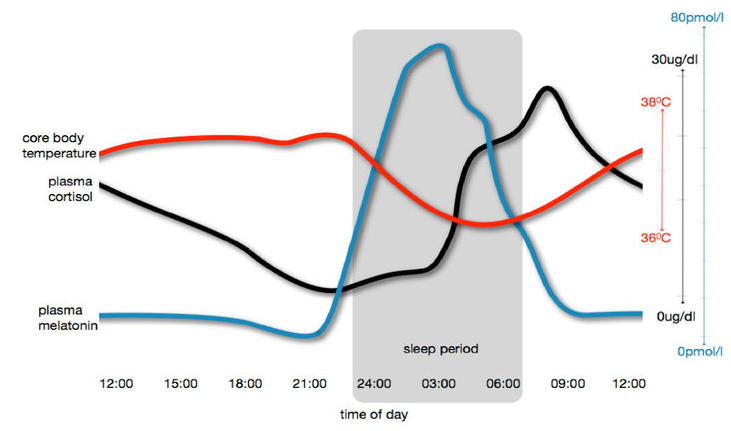 The normal synchronous relationships between sleep and daytime activity and cortisol, melatonin and body temperature